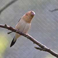 Dateiname=2017-06-08_14-05-49_Tierpark-Herberstein_7D1L2776bws.JPG
Dateigröße=785KB
Abmessungen: 1567x1567
hinzugefügt am: 13. Juni 2017 2017-06-08_14-05-49_Tierpark-Herberstein_7D1L2776bws.JPG