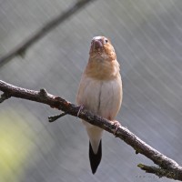 Dateiname=2017-06-08_14-05-50_Tierpark-Herberstein_7D1L2778bws.JPG
Dateigröße=670KB
Abmessungen: 1567x1567
hinzugefügt am: 13. Juni 2017 2017-06-08_14-05-50_Tierpark-Herberstein_7D1L2778bws.JPG