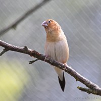Dateiname=2017-06-08_14-05-50_Tierpark-Herberstein_7D1L2780bws.JPG
Dateigröße=780KB
Abmessungen: 1567x1567
hinzugefügt am: 13. Juni 2017 2017-06-08_14-05-50_Tierpark-Herberstein_7D1L2780bws.JPG