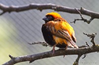 Dateiname=2017-06-08_14-05-52_Tierpark-Herberstein_7D1L2784bws.JPG
Dateigröße=736KB
Abmessungen: 1920x1280
hinzugefügt am: 13. Juni 2017 2017-06-08_14-05-52_Tierpark-Herberstein_7D1L2784bws.JPG
