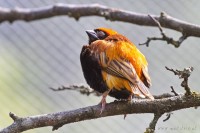 Dateiname=2017-06-08_14-05-53_Tierpark-Herberstein_7D1L2789bws.JPG
Dateigröße=801KB
Abmessungen: 1920x1280
hinzugefügt am: 13. Juni 2017 2017-06-08_14-05-53_Tierpark-Herberstein_7D1L2789bws.JPG