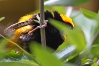 Dateiname=2017-06-08_14-07-04_Tierpark-Herberstein_7D1L2841bws.JPG
Dateigröße=626KB
Abmessungen: 1920x1280
hinzugefügt am: 13. Juni 2017 2017-06-08_14-07-04_Tierpark-Herberstein_7D1L2841bws.JPG