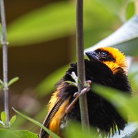 Dateiname=2017-06-08_14-07-06_Tierpark-Herberstein_7D1L2854bws.JPG
Dateigröße=618KB
Abmessungen: 1567x1567
hinzugefügt am: 13. Juni 2017 2017-06-08_14-07-06_Tierpark-Herberstein_7D1L2854bws.JPG