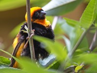 Dateiname=2017-06-08_14-07-12_Tierpark-Herberstein_7D1L2875bws.JPG
Dateigröße=667KB
Abmessungen: 1810x1358
hinzugefügt am: 13. Juni 2017 2017-06-08_14-07-12_Tierpark-Herberstein_7D1L2875bws.JPG