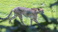 Dateiname=2017-06-08_14-12-38_Tierpark-Herberstein_7D1L2892bws.JPG
Dateigröße=934KB
Abmessungen: 2090x1176
hinzugefügt am: 13. Juni 2017 2017-06-08_14-12-38_Tierpark-Herberstein_7D1L2892bws.JPG