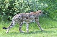 Dateiname=2017-06-08_14-12-48_Tierpark-Herberstein_7D1L2893bws.JPG
Dateigröße=1238KB
Abmessungen: 1920x1280
hinzugefügt am: 13. Juni 2017 2017-06-08_14-12-48_Tierpark-Herberstein_7D1L2893bws.JPG