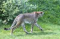 Dateiname=2017-06-08_14-12-48_Tierpark-Herberstein_7D1L2896bws.JPG
Dateigröße=1266KB
Abmessungen: 1920x1280
hinzugefügt am: 13. Juni 2017 2017-06-08_14-12-48_Tierpark-Herberstein_7D1L2896bws.JPG