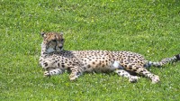 Dateiname=2017-06-08_14-13-20_Tierpark-Herberstein_7D1L2911bws.JPG
Dateigröße=1513KB
Abmessungen: 2090x1176
hinzugefügt am: 13. Juni 2017 2017-06-08_14-13-20_Tierpark-Herberstein_7D1L2911bws.JPG