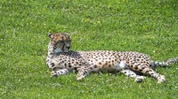 Dateiname=2017-06-08_14-13-20_Tierpark-Herberstein_7D1L2912bws.JPG
Dateigröße=1446KB
Abmessungen: 2090x1176
hinzugefügt am: 13. Juni 2017 2017-06-08_14-13-20_Tierpark-Herberstein_7D1L2912bws.JPG