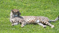 Dateiname=2017-06-08_14-13-21_Tierpark-Herberstein_7D1L2915bws.JPG
Dateigröße=1456KB
Abmessungen: 2090x1175
hinzugefügt am: 13. Juni 2017 2017-06-08_14-13-21_Tierpark-Herberstein_7D1L2915bws.JPG