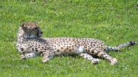 Dateiname=2017-06-08_14-13-27_Tierpark-Herberstein_7D1L2924bws.JPG
Dateigröße=1448KB
Abmessungen: 2090x1176
hinzugefügt am: 13. Juni 2017 2017-06-08_14-13-27_Tierpark-Herberstein_7D1L2924bws.JPG
