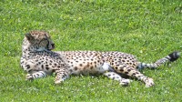 Dateiname=2017-06-08_14-13-27_Tierpark-Herberstein_7D1L2925bws.JPG
Dateigröße=1475KB
Abmessungen: 2090x1176
hinzugefügt am: 13. Juni 2017 2017-06-08_14-13-27_Tierpark-Herberstein_7D1L2925bws.JPG