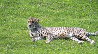 Dateiname=2017-06-08_14-13-29_Tierpark-Herberstein_7D1L2927bws.JPG
Dateigröße=1489KB
Abmessungen: 2090x1176
hinzugefügt am: 13. Juni 2017 2017-06-08_14-13-29_Tierpark-Herberstein_7D1L2927bws.JPG