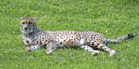 Dateiname=2017-06-08_14-13-33_Tierpark-Herberstein_7D1L2928bws.JPG
Dateigröße=1439KB
Abmessungen: 2217x1108
hinzugefügt am: 13. Juni 2017 2017-06-08_14-13-33_Tierpark-Herberstein_7D1L2928bws.JPG