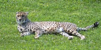 Dateiname=2017-06-08_14-13-33_Tierpark-Herberstein_7D1L2930bws.JPG
Dateigröße=1447KB
Abmessungen: 2217x1108
hinzugefügt am: 13. Juni 2017 2017-06-08_14-13-33_Tierpark-Herberstein_7D1L2930bws.JPG