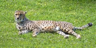 Dateiname=2017-06-08_14-13-41_Tierpark-Herberstein_7D1L2937bws.JPG
Dateigröße=1479KB
Abmessungen: 2217x1108
hinzugefügt am: 13. Juni 2017 2017-06-08_14-13-41_Tierpark-Herberstein_7D1L2937bws.JPG