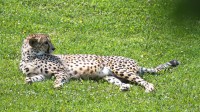 Dateiname=2017-06-08_14-13-43_Tierpark-Herberstein_7D1L2943bws.JPG
Dateigröße=1494KB
Abmessungen: 2090x1176
hinzugefügt am: 13. Juni 2017 2017-06-08_14-13-43_Tierpark-Herberstein_7D1L2943bws.JPG