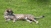 Dateiname=2017-06-08_14-13-43_Tierpark-Herberstein_7D1L2946bws.JPG
Dateigröße=1528KB
Abmessungen: 2090x1176
hinzugefügt am: 13. Juni 2017 2017-06-08_14-13-43_Tierpark-Herberstein_7D1L2946bws.JPG