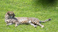 Dateiname=2017-06-08_14-13-46_Tierpark-Herberstein_7D1L2951bws.JPG
Dateigröße=1567KB
Abmessungen: 2090x1176
hinzugefügt am: 13. Juni 2017 2017-06-08_14-13-46_Tierpark-Herberstein_7D1L2951bws.JPG