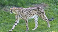 Dateiname=2017-06-08_14-14-38_Tierpark-Herberstein_7D1L2952bws.JPG
Dateigröße=1079KB
Abmessungen: 2090x1176
hinzugefügt am: 13. Juni 2017 2017-06-08_14-14-38_Tierpark-Herberstein_7D1L2952bws.JPG