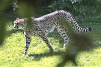 Dateiname=2017-06-08_14-14-40_Tierpark-Herberstein_7D1L2959bws.JPG
Dateigröße=1088KB
Abmessungen: 1920x1280
hinzugefügt am: 13. Juni 2017 2017-06-08_14-14-40_Tierpark-Herberstein_7D1L2959bws.JPG