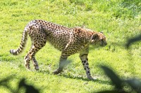 Dateiname=2017-06-08_14-15-12_Tierpark-Herberstein_7D1L2962bws.JPG
Dateigröße=1362KB
Abmessungen: 1920x1280
hinzugefügt am: 13. Juni 2017 2017-06-08_14-15-12_Tierpark-Herberstein_7D1L2962bws.JPG