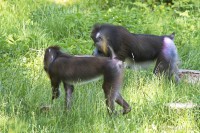 Dateiname=2017-06-08_14-18-30_Tierpark-Herberstein_7D1L2983bws.JPG
Dateigröße=1161KB
Abmessungen: 1920x1280
hinzugefügt am: 13. Juni 2017 2017-06-08_14-18-30_Tierpark-Herberstein_7D1L2983bws.JPG
