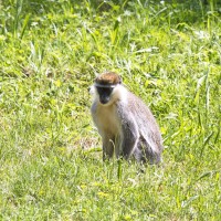 Dateiname=2017-06-08_14-19-28_Tierpark-Herberstein_7D1L2998bws.JPG
Dateigröße=1318KB
Abmessungen: 1567x1567
hinzugefügt am: 13. Juni 2017 2017-06-08_14-19-28_Tierpark-Herberstein_7D1L2998bws.JPG