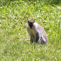 Dateiname=2017-06-08_14-19-28_Tierpark-Herberstein_7D1L3000bws.JPG
Dateigröße=1385KB
Abmessungen: 1567x1567
hinzugefügt am: 13. Juni 2017 2017-06-08_14-19-28_Tierpark-Herberstein_7D1L3000bws.JPG