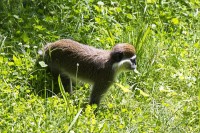 Dateiname=2017-06-08_14-19-34_Tierpark-Herberstein_7D1L3006bws.JPG
Dateigröße=1393KB
Abmessungen: 1920x1280
hinzugefügt am: 13. Juni 2017 2017-06-08_14-19-34_Tierpark-Herberstein_7D1L3006bws.JPG