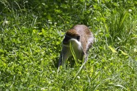 Dateiname=2017-06-08_14-19-36_Tierpark-Herberstein_7D1L3010bws.JPG
Dateigröße=1330KB
Abmessungen: 1920x1280
hinzugefügt am: 13. Juni 2017 2017-06-08_14-19-36_Tierpark-Herberstein_7D1L3010bws.JPG
