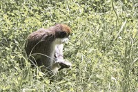 Dateiname=2017-06-08_14-19-40_Tierpark-Herberstein_7D1L3011bws.JPG
Dateigröße=1337KB
Abmessungen: 1920x1280
hinzugefügt am: 13. Juni 2017 2017-06-08_14-19-40_Tierpark-Herberstein_7D1L3011bws.JPG