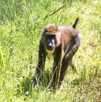 Dateiname=2017-06-08_14-19-44_Tierpark-Herberstein_7D1L3013bws.JPG
Dateigröße=1319KB
Abmessungen: 1567x1568
hinzugefügt am: 13. Juni 2017 2017-06-08_14-19-44_Tierpark-Herberstein_7D1L3013bws.JPG
