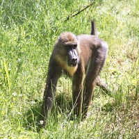 Dateiname=2017-06-08_14-19-44_Tierpark-Herberstein_7D1L3014bws.JPG
Dateigröße=1415KB
Abmessungen: 1567x1567
hinzugefügt am: 13. Juni 2017 2017-06-08_14-19-44_Tierpark-Herberstein_7D1L3014bws.JPG