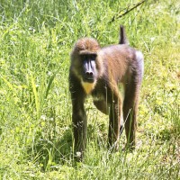 Dateiname=2017-06-08_14-19-45_Tierpark-Herberstein_7D1L3016bws.JPG
Dateigröße=1390KB
Abmessungen: 1567x1567
hinzugefügt am: 13. Juni 2017 2017-06-08_14-19-45_Tierpark-Herberstein_7D1L3016bws.JPG