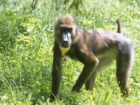 Dateiname=2017-06-08_14-19-48_Tierpark-Herberstein_7D1L3022bws.JPG
Dateigröße=1327KB
Abmessungen: 1810x1357
hinzugefügt am: 13. Juni 2017 2017-06-08_14-19-48_Tierpark-Herberstein_7D1L3022bws.JPG