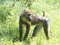 Dateiname=2017-06-08_14-19-49_Tierpark-Herberstein_7D1L3024bws.JPG
Dateigröße=1218KB
Abmessungen: 1810x1358
hinzugefügt am: 13. Juni 2017 2017-06-08_14-19-49_Tierpark-Herberstein_7D1L3024bws.JPG