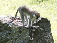 Dateiname=2017-06-08_14-20-01_Tierpark-Herberstein_7D1L3031bws.JPG
Dateigröße=935KB
Abmessungen: 1810x1357
hinzugefügt am: 13. Juni 2017 2017-06-08_14-20-01_Tierpark-Herberstein_7D1L3031bws.JPG