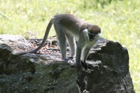 Dateiname=2017-06-08_14-20-02_Tierpark-Herberstein_7D1L3033bws.JPG
Dateigröße=810KB
Abmessungen: 1920x1280
hinzugefügt am: 13. Juni 2017 2017-06-08_14-20-02_Tierpark-Herberstein_7D1L3033bws.JPG