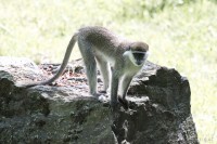 Dateiname=2017-06-08_14-20-04_Tierpark-Herberstein_7D1L3037bws.JPG
Dateigröße=865KB
Abmessungen: 1920x1280
hinzugefügt am: 13. Juni 2017 2017-06-08_14-20-04_Tierpark-Herberstein_7D1L3037bws.JPG