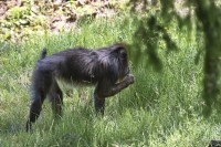 Dateiname=2017-06-08_14-20-20_Tierpark-Herberstein_7D1L3042bws.JPG
Dateigröße=1210KB
Abmessungen: 1920x1280
hinzugefügt am: 13. Juni 2017 2017-06-08_14-20-20_Tierpark-Herberstein_7D1L3042bws.JPG