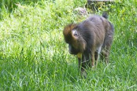 Dateiname=2017-06-08_14-20-45_Tierpark-Herberstein_7D1L3054bws.JPG
Dateigröße=1284KB
Abmessungen: 1920x1280
hinzugefügt am: 13. Juni 2017 2017-06-08_14-20-45_Tierpark-Herberstein_7D1L3054bws.JPG