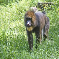 Dateiname=2017-06-08_14-20-47_Tierpark-Herberstein_7D1L3057bws.JPG
Dateigröße=1161KB
Abmessungen: 1567x1567
hinzugefügt am: 13. Juni 2017 2017-06-08_14-20-47_Tierpark-Herberstein_7D1L3057bws.JPG