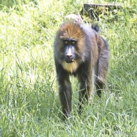 Dateiname=2017-06-08_14-20-48_Tierpark-Herberstein_7D1L3061bws.JPG
Dateigröße=1163KB
Abmessungen: 1567x1567
hinzugefügt am: 13. Juni 2017 2017-06-08_14-20-48_Tierpark-Herberstein_7D1L3061bws.JPG