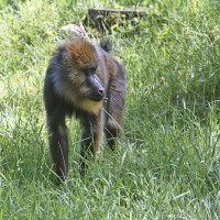 Dateiname=2017-06-08_14-20-49_Tierpark-Herberstein_7D1L3064bws.JPG
Dateigröße=1188KB
Abmessungen: 1567x1567
hinzugefügt am: 13. Juni 2017 2017-06-08_14-20-49_Tierpark-Herberstein_7D1L3064bws.JPG