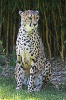 Dateiname=2017-06-08_14-21-29_Tierpark-Herberstein_7D1L3068bws.JPG
Dateigröße=876KB
Abmessungen: 1280x1920
hinzugefügt am: 13. Juni 2017 2017-06-08_14-21-29_Tierpark-Herberstein_7D1L3068bws.JPG