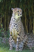 Dateiname=2017-06-08_14-21-33_Tierpark-Herberstein_7D1L3079bws.JPG
Dateigröße=902KB
Abmessungen: 1280x1920
hinzugefügt am: 13. Juni 2017 2017-06-08_14-21-33_Tierpark-Herberstein_7D1L3079bws.JPG
