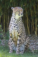 Dateiname=2017-06-08_14-21-34_Tierpark-Herberstein_7D1L3082bws.JPG
Dateigröße=888KB
Abmessungen: 1280x1920
hinzugefügt am: 13. Juni 2017 2017-06-08_14-21-34_Tierpark-Herberstein_7D1L3082bws.JPG