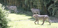 Dateiname=2017-06-08_14-21-45_Tierpark-Herberstein_7D1L3092bws.JPG
Dateigröße=1220KB
Abmessungen: 2217x1108
hinzugefügt am: 13. Juni 2017 2017-06-08_14-21-45_Tierpark-Herberstein_7D1L3092bws.JPG