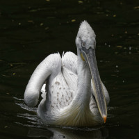 Dateiname=_D1L3566_Ds_Tierpark-Herberstein.JPG
Dateigröße=785KB
Abmessungen: 1920x1920
hinzugefügt am: 15. Mai 2018 _D1L3566_Ds_Tierpark-Herberstein.JPG